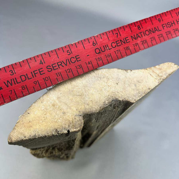 Artifact Spotlight–Whale Bone  BYU-Idaho Special Collections & Archives