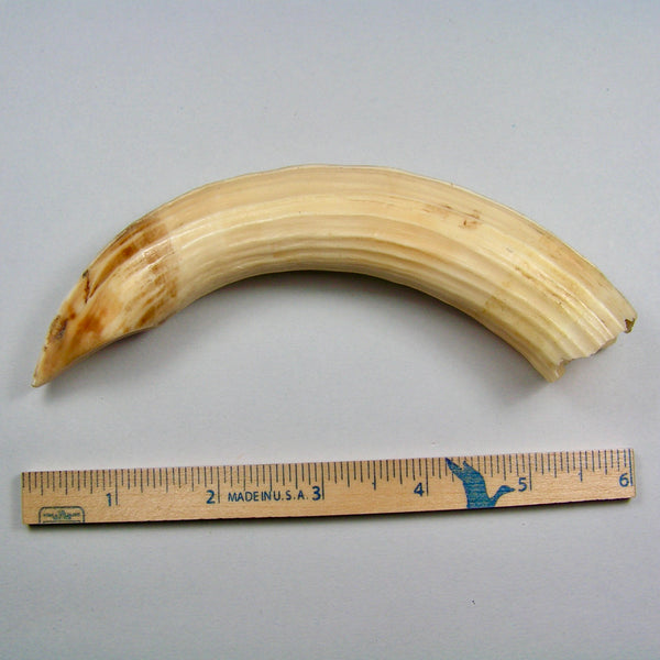 Hippo Ivory Peg Tusk 05