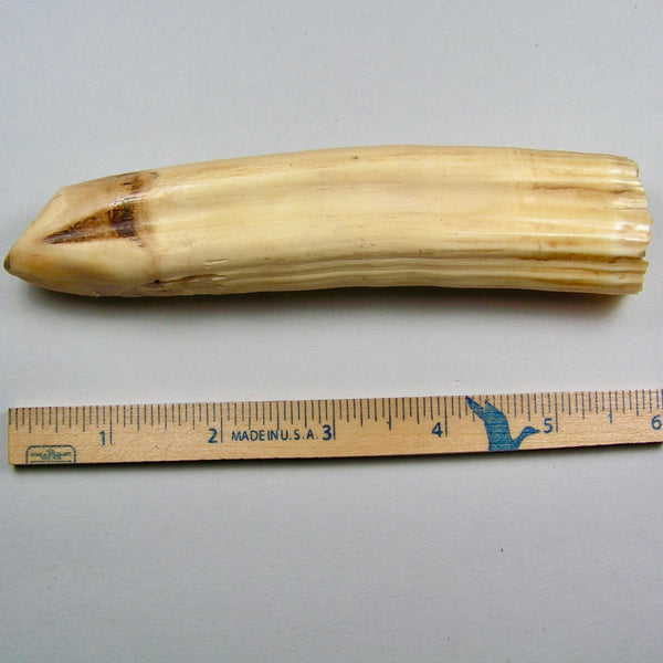 Hippo Ivory Peg Tusk 13