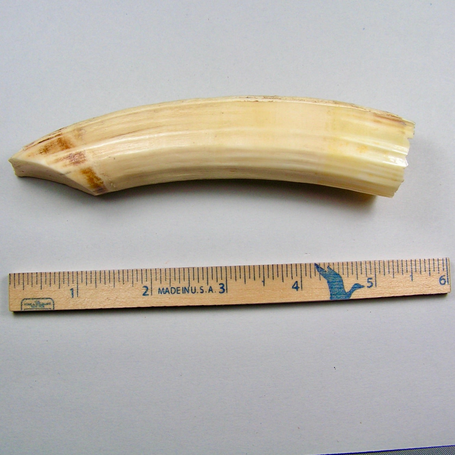 Hippo Ivory Peg Tusk 14