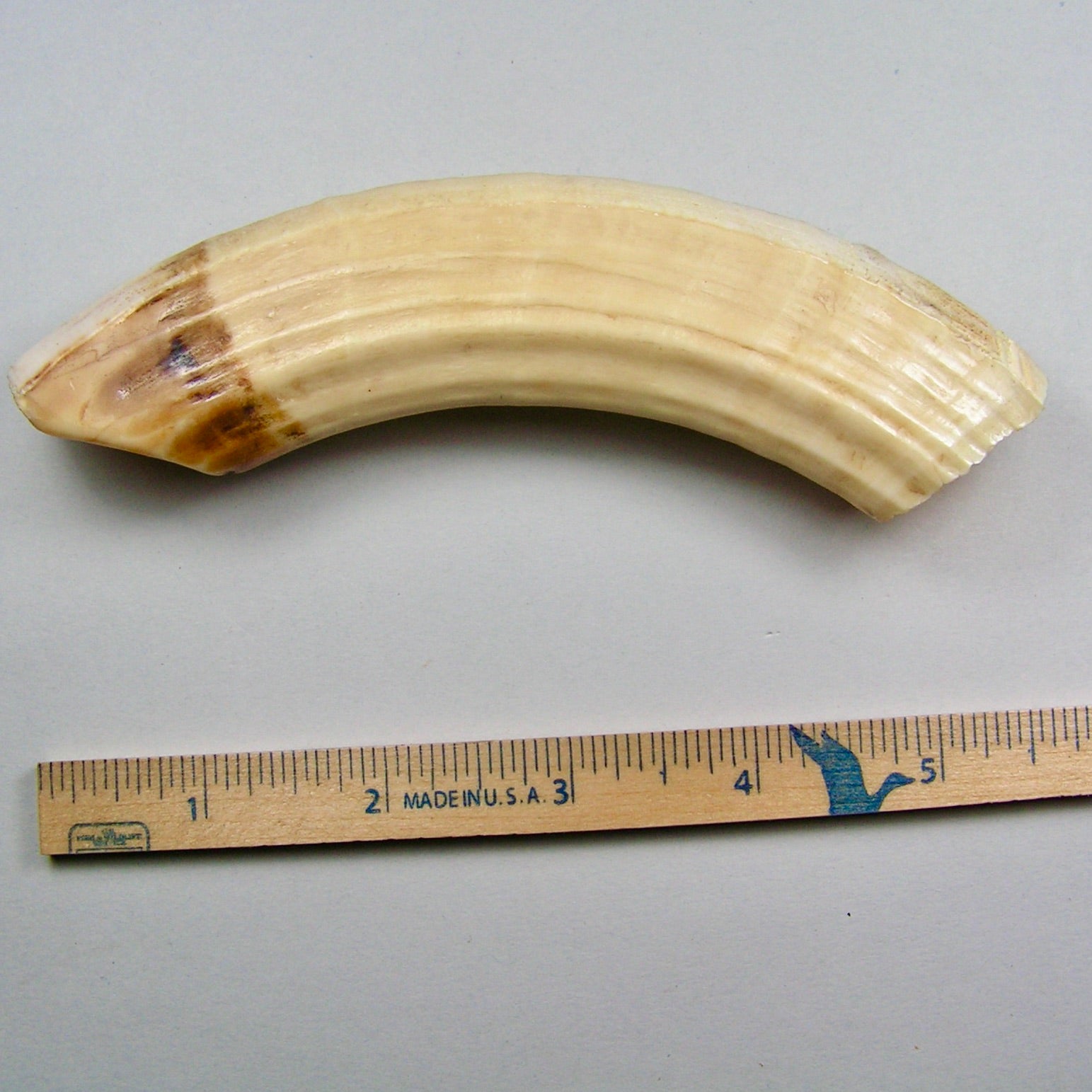 Hippo Ivory Peg Tusk 12