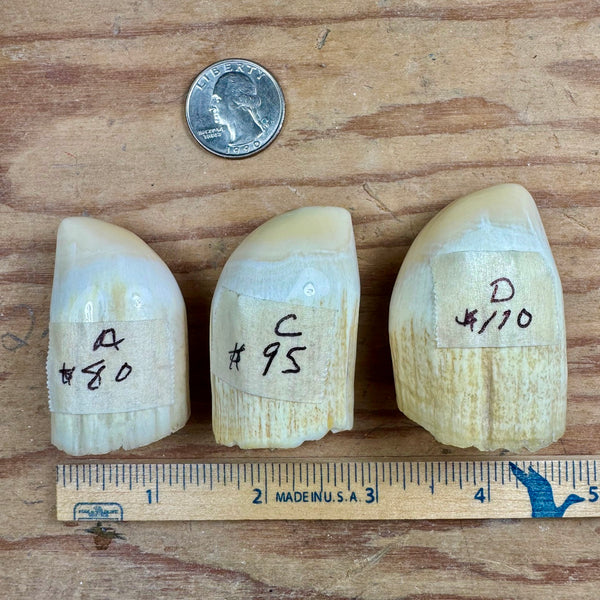 Sperm Whale Teeth (Pre-1972 Washington State Legal) SOLD OUT