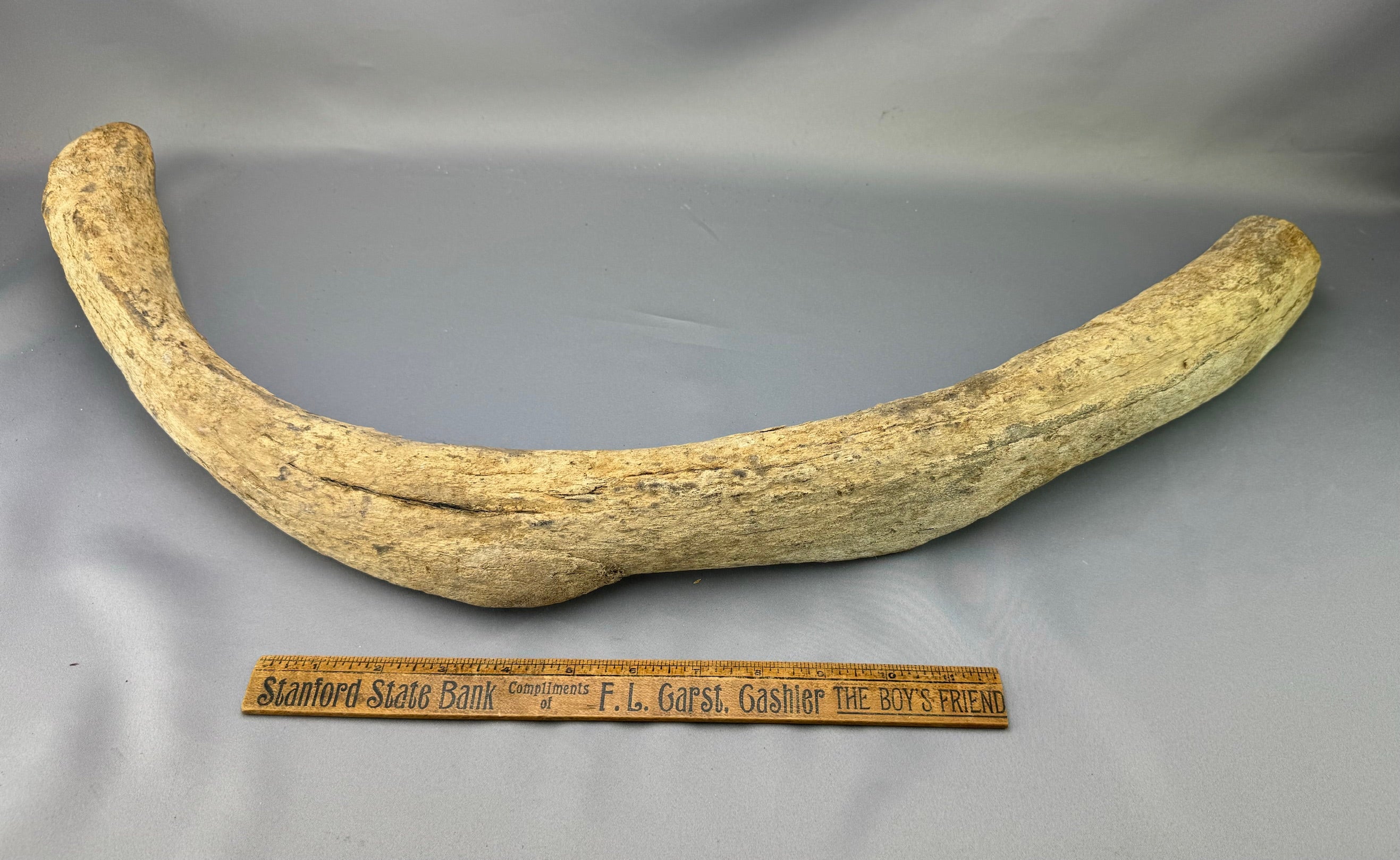 Stellers Sea Cow Rib Bone 20