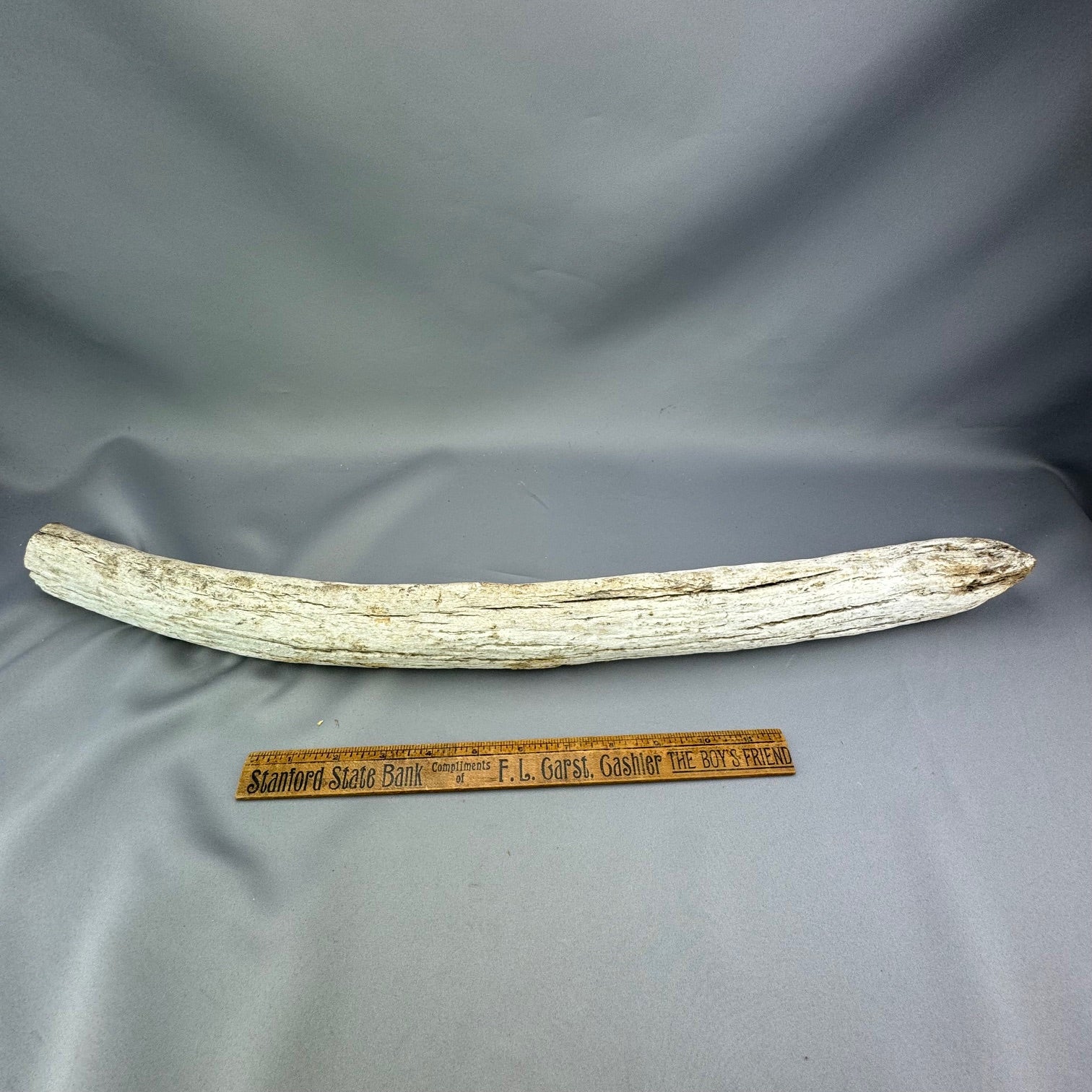 Stellers Sea Cow Rib Bone 23 - Sold 8.15.24