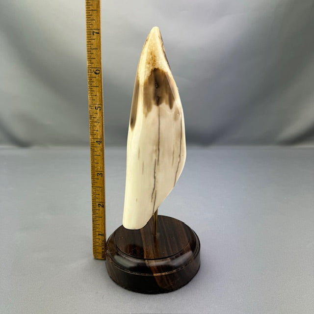 Fossil Walrus Tusk Section on Wood Base 05