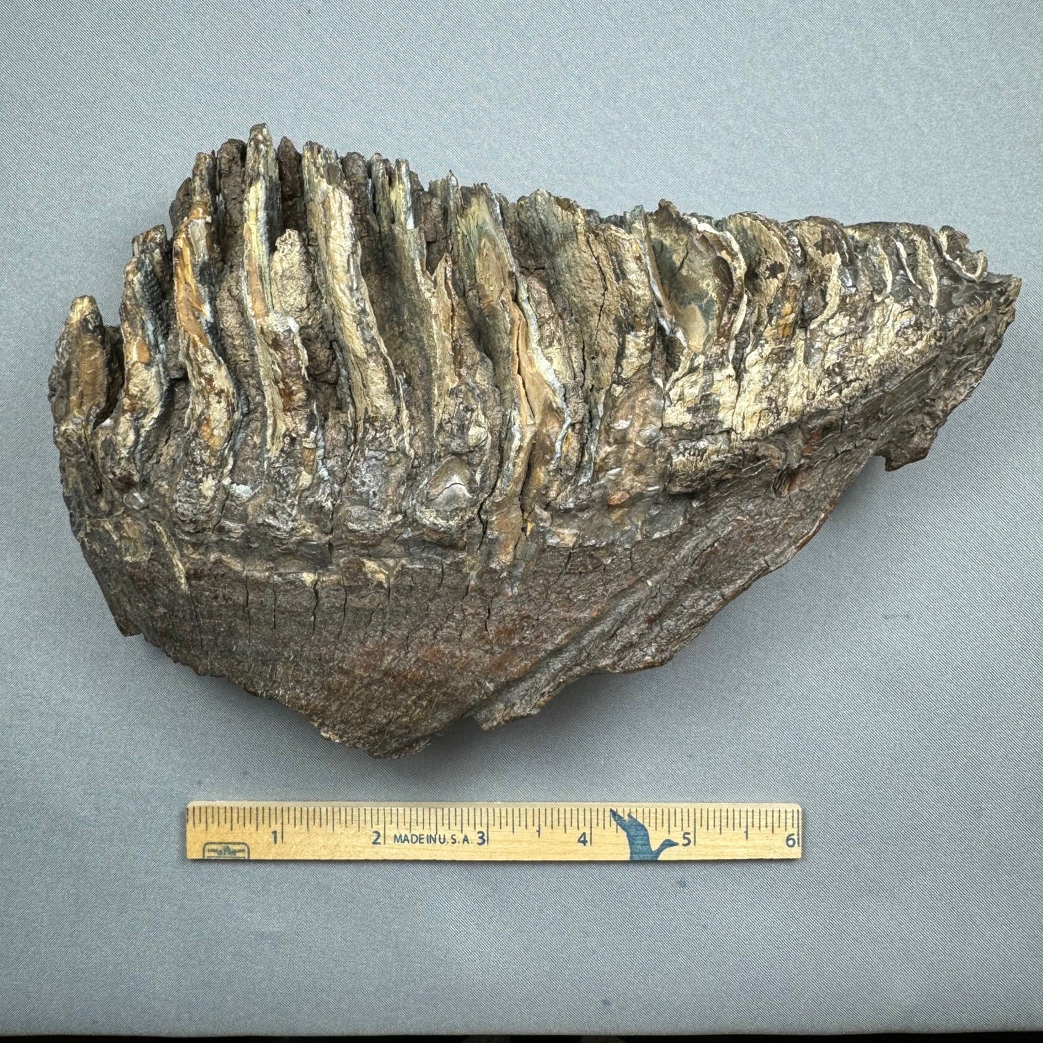 Mammoth Tooth Molar