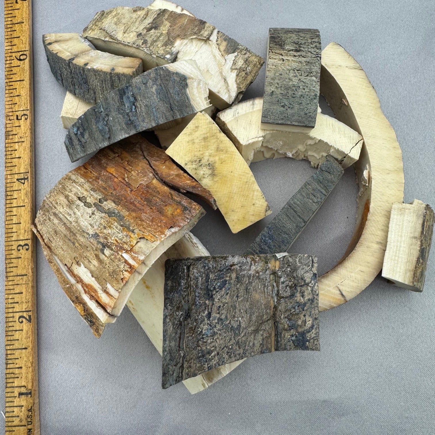 Mammoth Ivory Bark Lot- 36