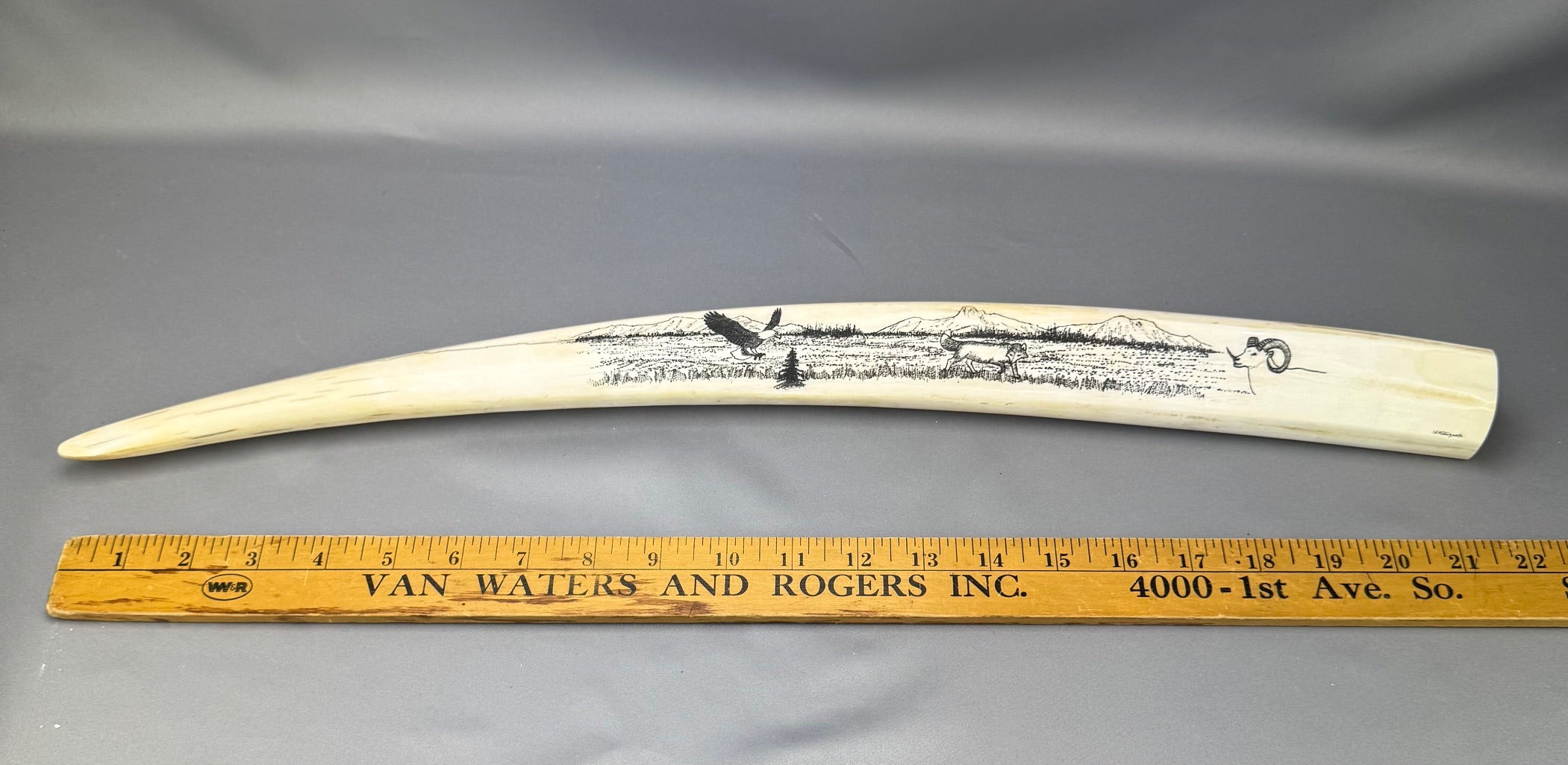 Vintage Scrimshaw Walrus Tusk - Sold 2.9.25