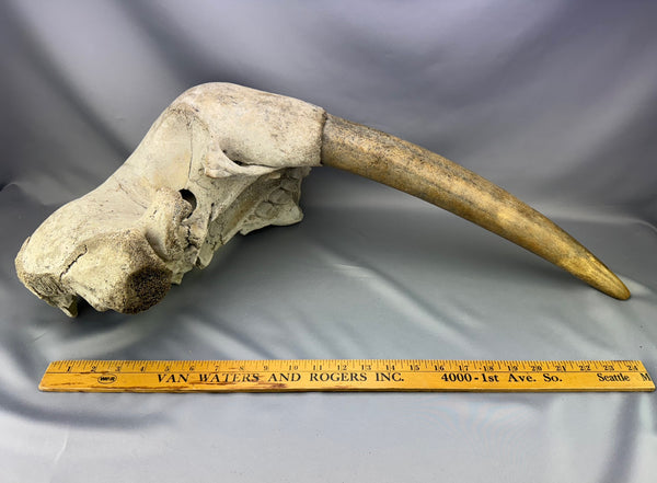 Fossil Walrus Partial Skull and Tusk 03