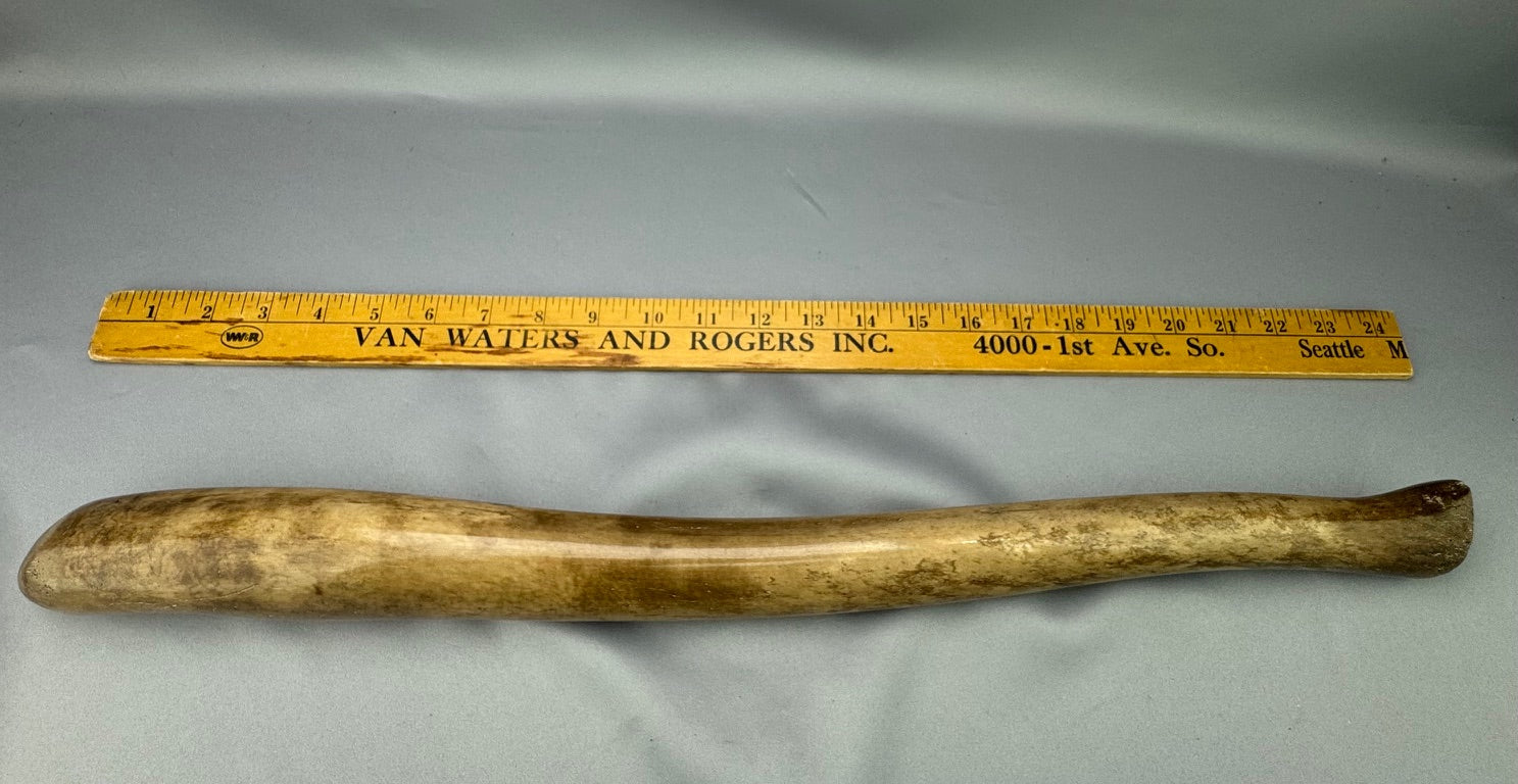 Massive Walrus Oosik Baculum Penile Bone Specimen (AAA)