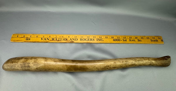 Massive Walrus Oosik Baculum Penile Bone Specimen (AAA) - Sold 2.23.25