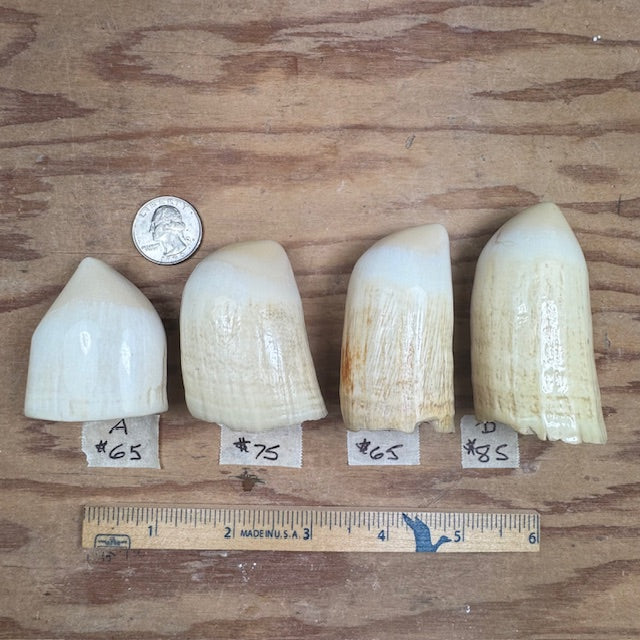 Sperm Whale Teeth (Pre-1972 Washington State Legal) SOLD 2/21/25