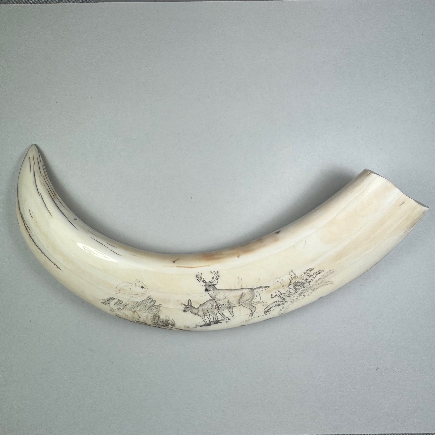 Large Wart Hog Tusk with Scrimshaw