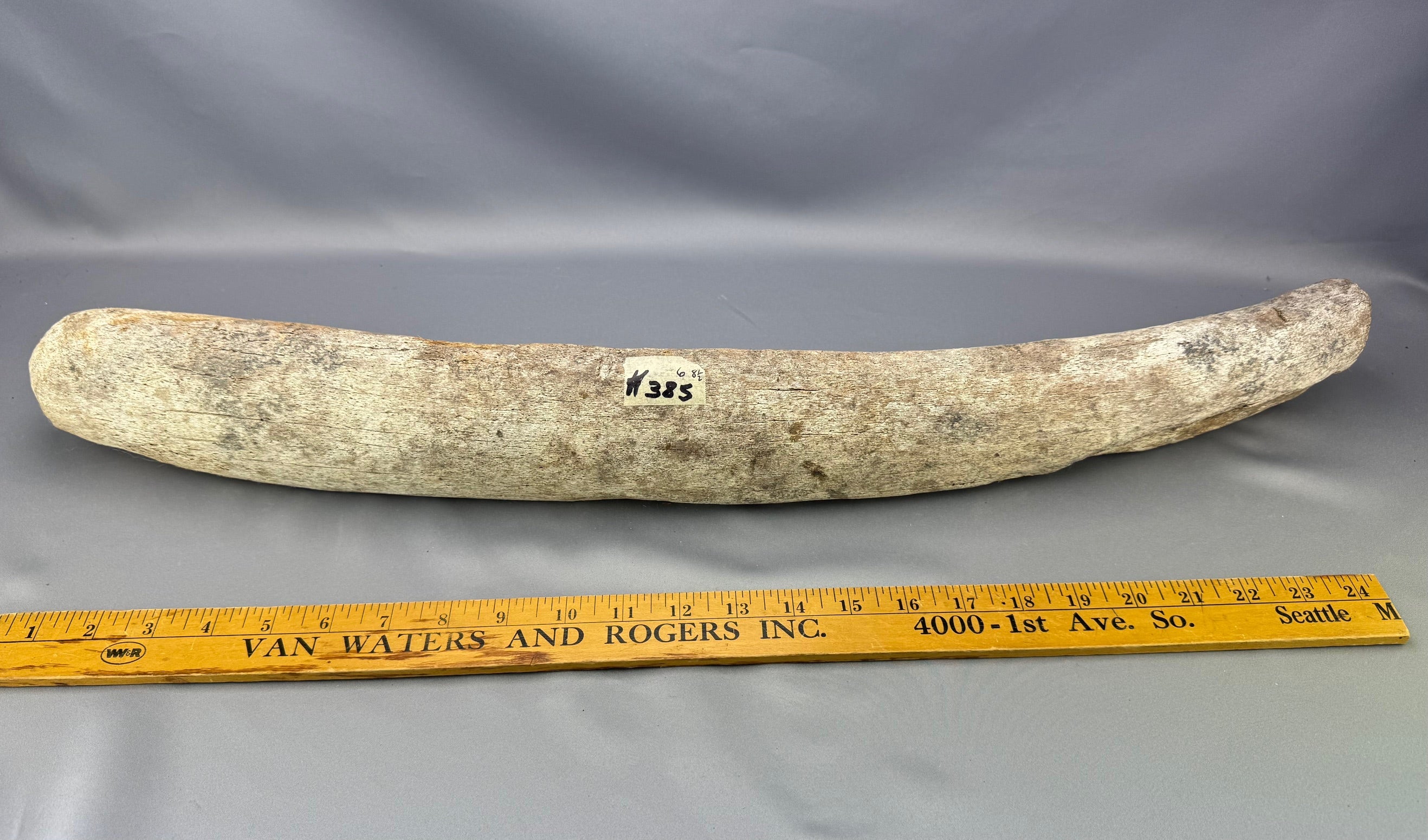 Stellars Sea Cow Rib Bone 8 sold 2/13/25