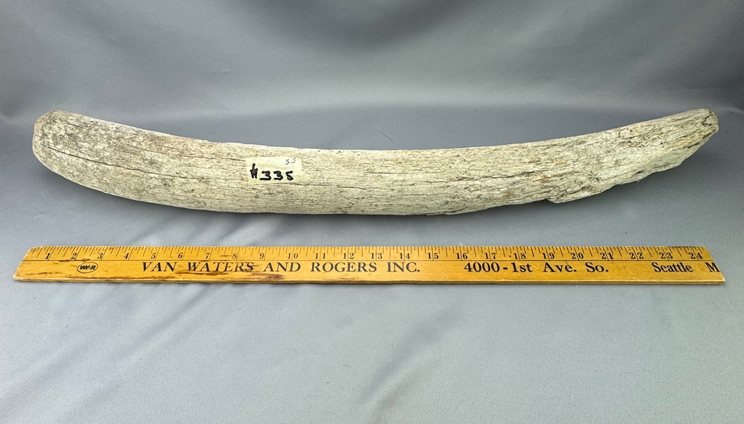 Stellers Sea Cow Rib Bone 23