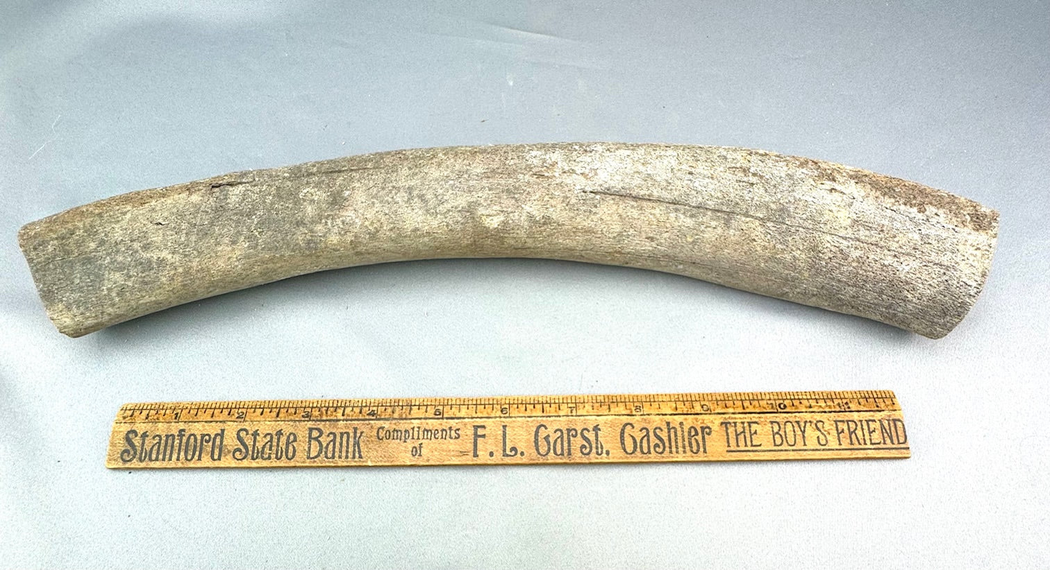 Extinct Steller's Sea Cow Rib Bone 04 - Sold 2.17.25