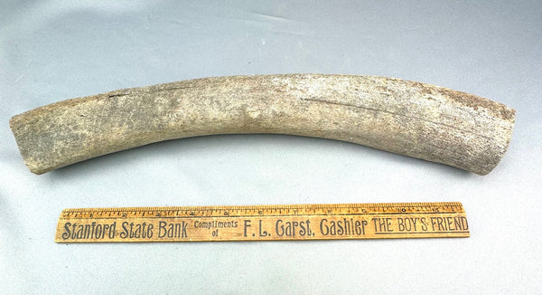 Extinct Steller's Sea Cow Rib Bone 04 - Sold 2.17.25