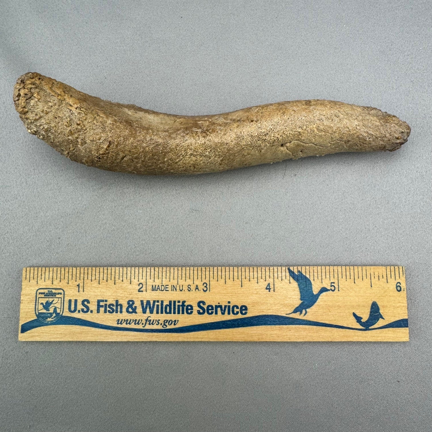 Bearded Seal Oosik Baculum Penile Bone Specimen (A) - Sold 2.23.25