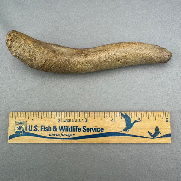 Bearded Seal Oosik Baculum Penile Bone Specimen (A)