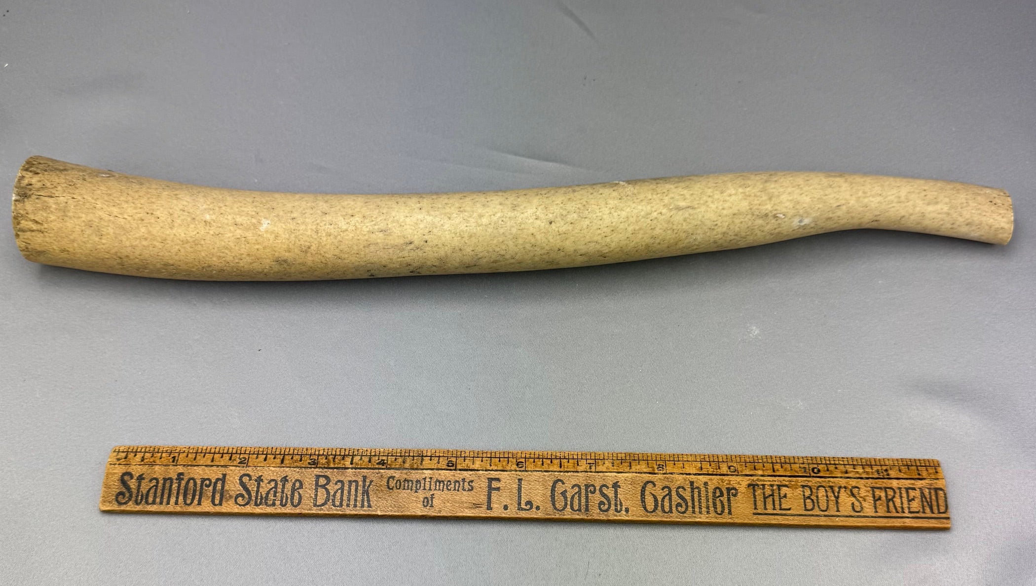 Walrus Oosik Baculum Penile Bone B