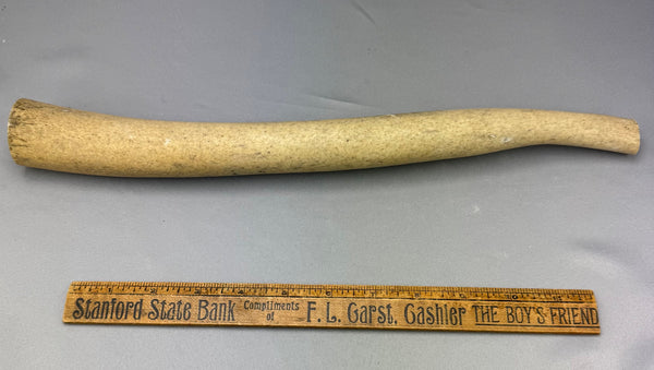 Walrus Oosik Baculum Penile Bone B