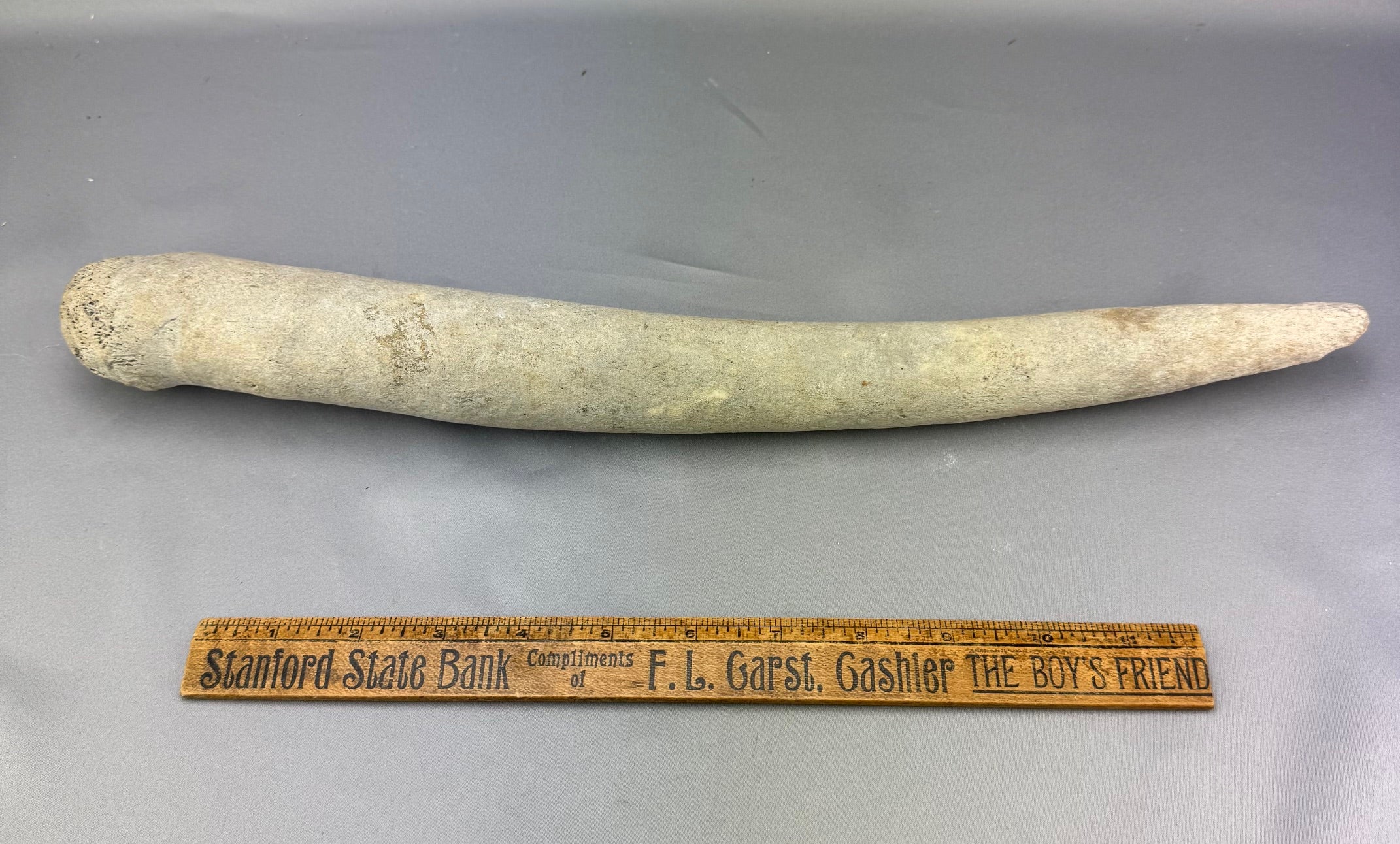 Walrus Oosik Baculum Penile Bone Specimen (C)