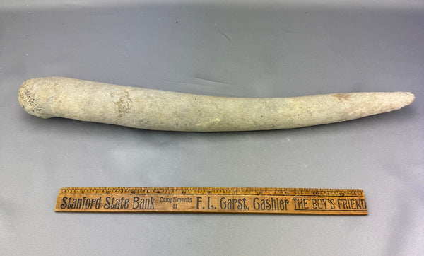 Walrus Oosik Baculum Penile Bone Specimen (C)