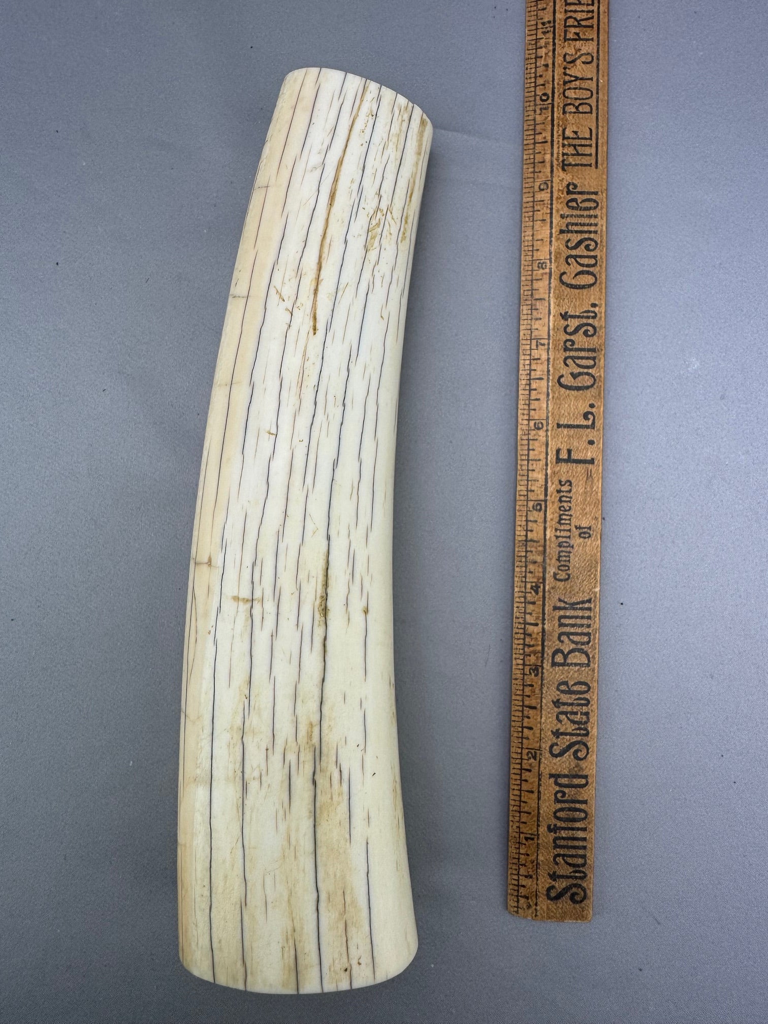 Pre 1972 White Walrus Tusk  Display Piece 05